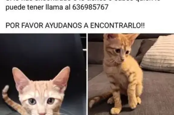 Gato perdido macho, Carrer Jaen, 1, la Vall d'Uixó, Castello de la Plana — naranja atigrado - photo