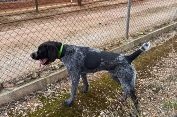 Perro perdido, Plaça Poligono 10, 12, Algemesi — macho drahthaar joven - photo