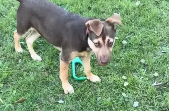 Missing dog Strathfield, photo: Lost dog, female, Strathfield — last seen in Gatton