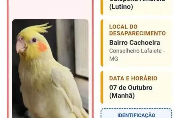 Ave perdida, Rua Francisco de Carvalho, 628 — amarela e filhote - photo