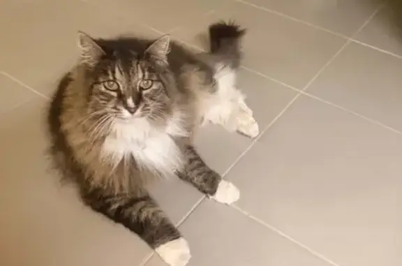 Lost cat, Melton, Victoria — female with a pink collar and bell - photo