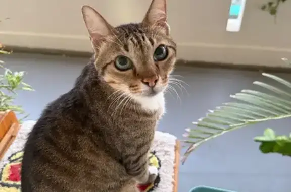 Missing cat Sengkang, photo: Lost Cat, Ang Mo Kio Avenue 5, 602, Sengkang — male with white socks and chest