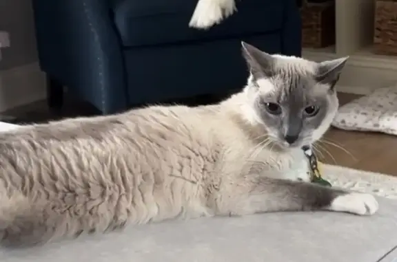 Lost male cat, Bruce Garner Road, North Carolina, Alpharetta — Siamese with blue eyes - photo