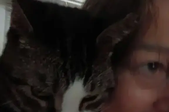 Lost cat, Attica, Michigan, Columbus — male - photo