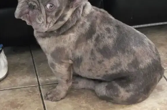 Lost dog, Fisher Street, Perris — male Frenchie with one blue and one green eye - photo