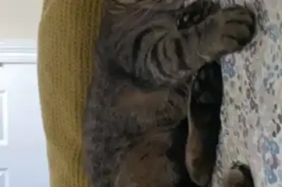 Lost female cat, Beaconsfield Road, Sherwood, Arlington — very dark stripes - photo