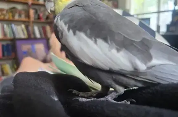 Lost bird, Turnergrove Drive,...