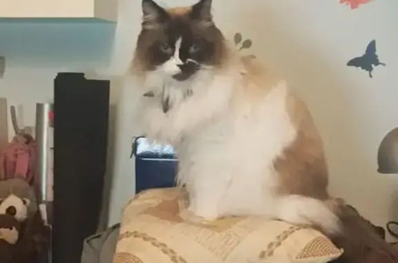 Gato perdido, Calle de Lusitania, Alicante — macho de pelo largo y máscara negra y marrón - photo