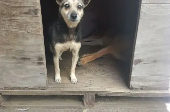 Lost dog, Louis Botha, 4, Paarl — small female - photo