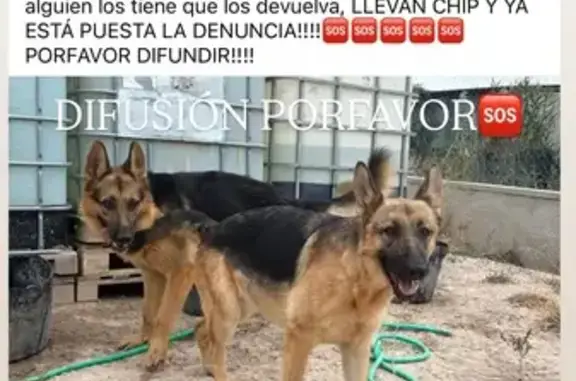 Perro perdido, Plaza Cardenal Belluga-S.F.N, 52, Crevillente — hermanos pastor alemán, Horus y Denia - photo