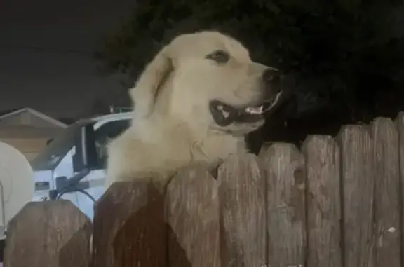 Lost pets Fort Worth, photo: Lost Dog, Salisbury Street, 2200, Fort Worth — male Great Pyrenees with a spotted tongue