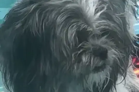 Lost dog, Persimmon Drive, 610, St. Charles — small, fluffy, grey-and-white male - photo