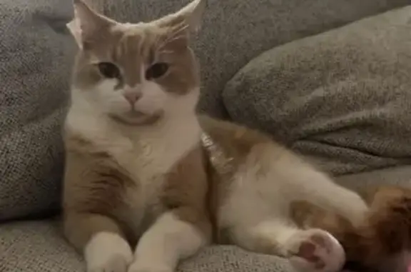 Very friendly, responds to Cavan or Garfield, usually comes home at breakfast and dinner time but he hasn’t.