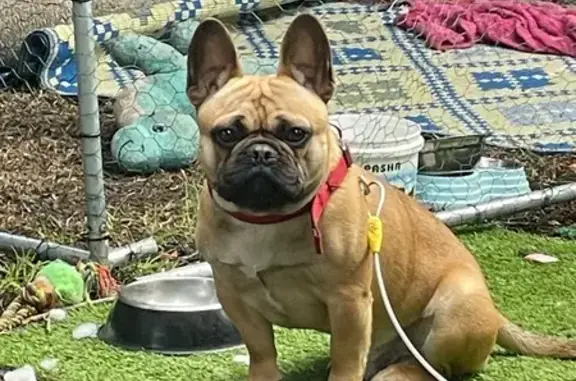 Lost Dog, Clangula Court, 7, Dandenong — male with a long torso - photo