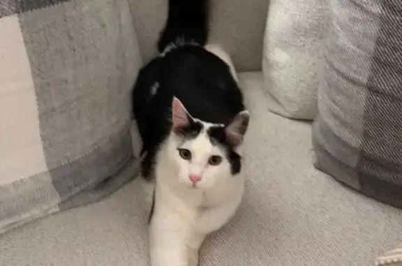 Lost male cat, Main Street, 100A, Adelaide Hills, Lobethal — brown leather collar - photo