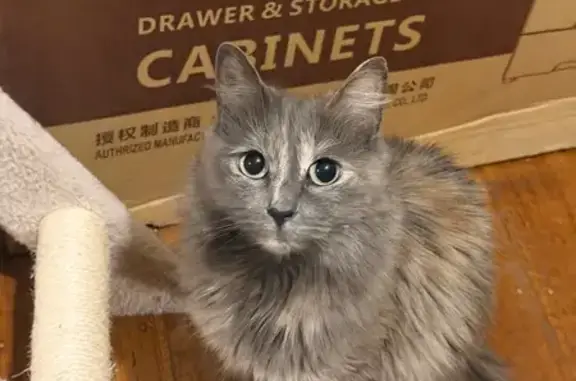 Lost pets Melbourne, photo: Lost cat, Second Avenue, Greater Dandenong, Melbourne — 8-year-old grey female