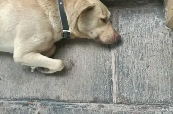 Encontrado perro, Calle Claudi...