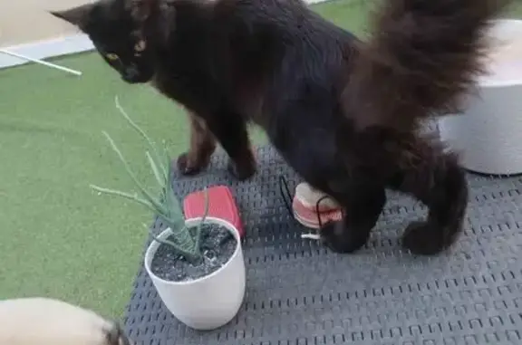 Gato perdido, hembra, La Nucia, Comunidad Valenciana, Benidorm — Maine Coon de 6 meses - photo