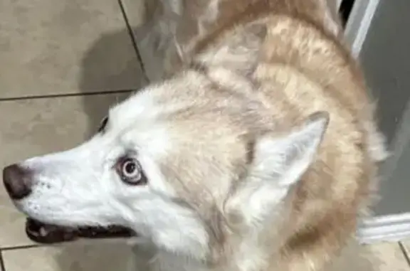 Lost pets Arlington, photo: Lost female dog, Mazatlan Drive, 938, Arlington — white and red Siberian husky