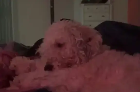 Lost dog, Smith Street, 401, Radcliff — male, deaf and blind - photo