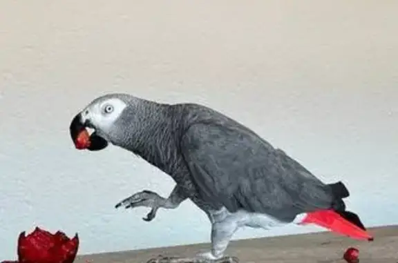 Perdida ave, Partida Garduix, Calp — loro gris africano que habla ruso - photo