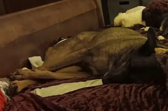 Lost male dog, Mount Vernon Ridge Road, West Virginia, Charleston — scared and German Shepherd-like - photo
