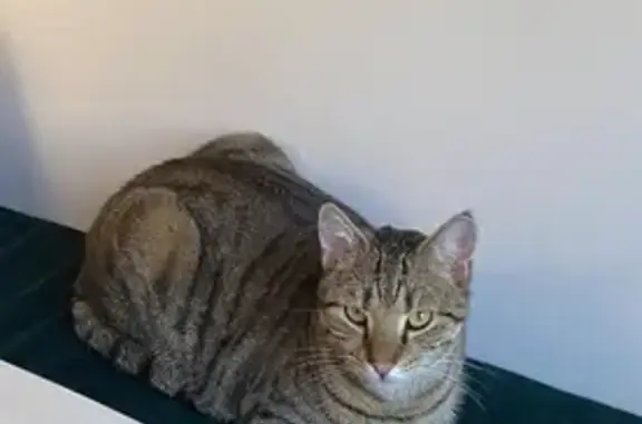 Lost cat, Mulgrave Street, Launceston City, Launceston — female tabby with a freckle on her nose - photo