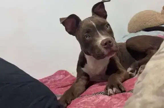 Perro perdido, Calle 1 AU1 Torrealqueria, 1P, Torrealquería, Alhaurin de la Torre — 7 meses - photo