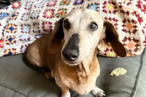 Lost dog, Queen Street, 92, Ipswich, Redbank — female with a tan coat and white markings from old age - photo