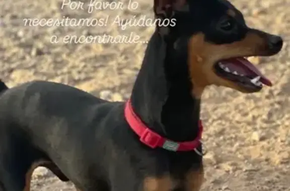 Mini pinscher de 10 meses y 3,5kg, castrado y microchipado. Tiene dos malformaciones graves, un shunt cardiaco en control y tratamiento para organizar cirugía y falta gran parte del paladar lo que le provoca que se vaya la comida y agua a nariz y pulmones.