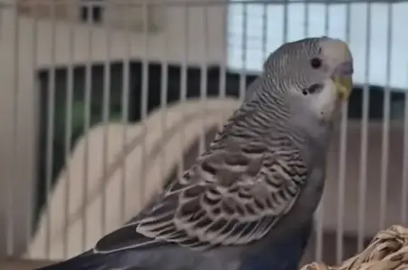 Lost male bird, Pablo Street,...