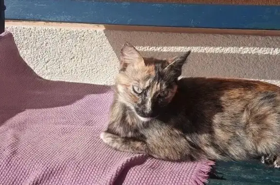 Gata tricolor adulta. Está capada y lleva un collar negro