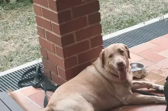 Found pets Sengkang, photo: Found female dog, Watten Rise, 2, Singapore, Sengkang — golden Labrador with a red collar