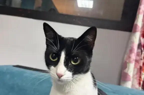 Gato perdido, Calle Costa Rica, 7, Torremolinos, Madrid — hembra con collar azul y número - photo