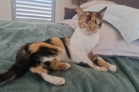 Found cat Kraaifontein, photo: Found cat, female, Koelenhof Street, 27, Cape Town, Kraaifontein — young and skinny