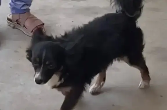 Lost dog, East Pico Avenue, 2007, Fresno — male - photo