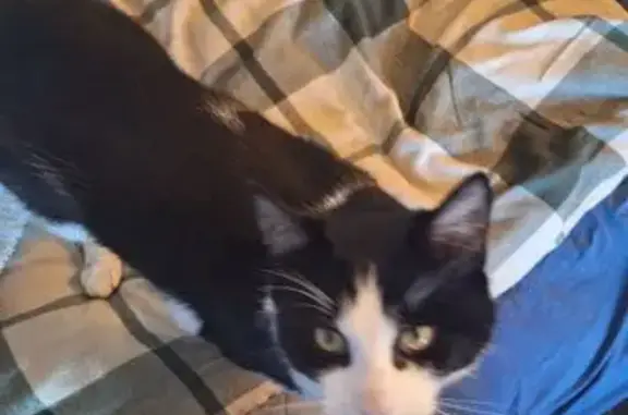 Lost male cat, Craddock Road, Plantagenet, Perth — tuxedo cat with red collar - photo