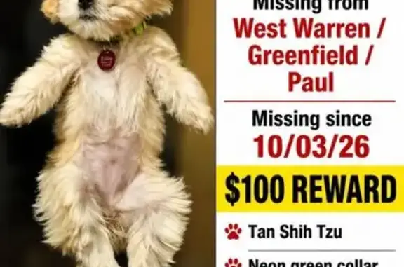 Lost female dog, Rutherford Street, 6301, Detroit — neon green collar - photo