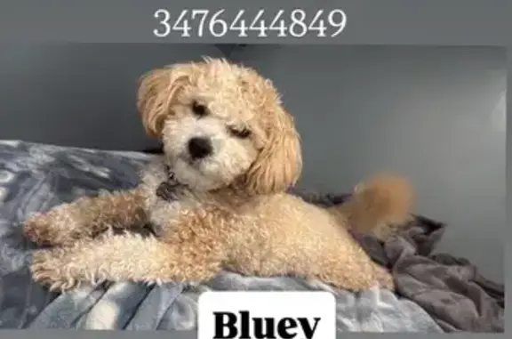 Missing dog Manhattan, photo: Lost Dog, 107th Street, 34-61, Manhattan — Male, Brown and White