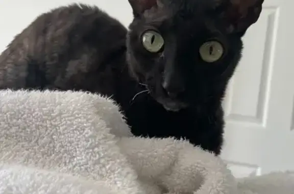 Missing cat Phoenix, photo: Lost cat, East Desert Cove Avenue, 2316, Phoenix — male black Rex