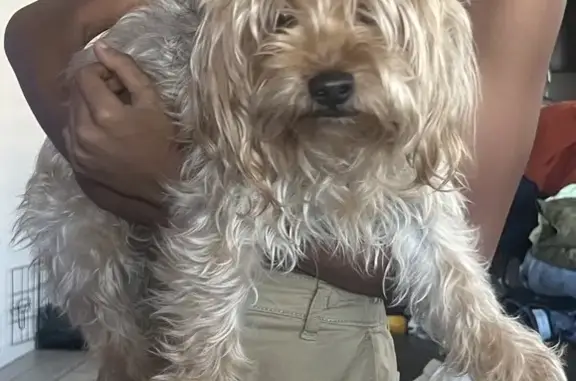 Lost pets Phoenix, photo: Lost dog, Phoenix — small fluffy Yorkie last seen on Elliott Road