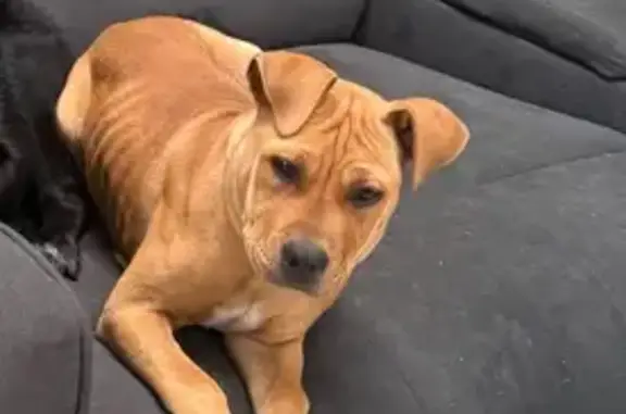 Lost female dog, Palmerston Street, 65, Melton — 6-month-old tan puppy - photo