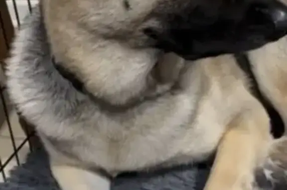 Missing dog Neshanic Station, photo: Lost female dog, Harvey Road, 2601, College Station, Neshanic Station — brown and black coat