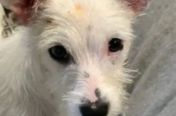 Lost female dog, Janwood Lane, Farmers Branch, Carrollton — small white terrier/Chihuahua mix - photo