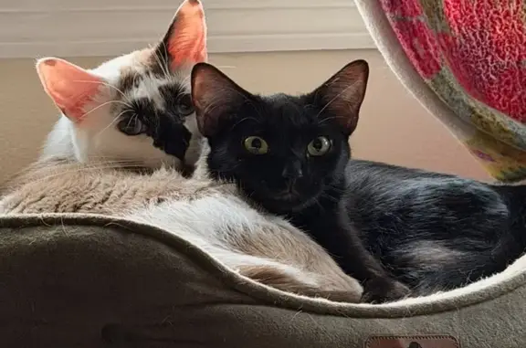 Lost cat, female, Calhoun Place North, 632, Cambridge — black coat, yellow/green eyes - photo