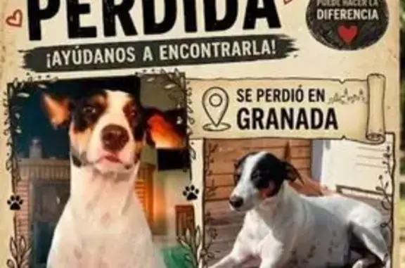 Perro perdido, hembra, Venta Nueva, Andalucía, Priego de Cordoba — blanca con manchas negras y marrones - photo