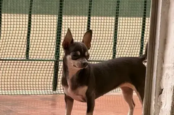 Perro perdido, Carrer d'Eusebi Estada, 1, Palma — hembra gris de pelo corto - photo