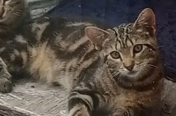Lost male cat, Cape May Court House, New Jersey, Cape May Court House — brown tan tabby - photo