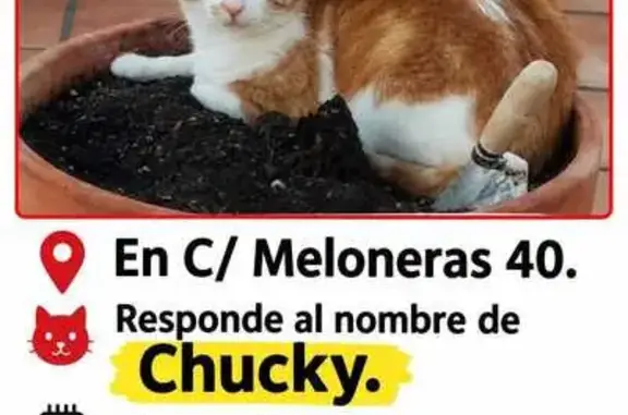 Gato macho marrón y blanco. Responde al nombre de CHUKY aunque no se deja coger. Tiene chip