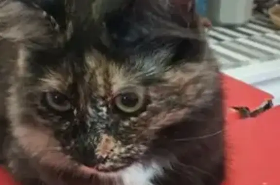 Gato perdido, Calle Río Garona, 4, San Pedro del Pinatar, Murcia — hembra muy tímida - photo
